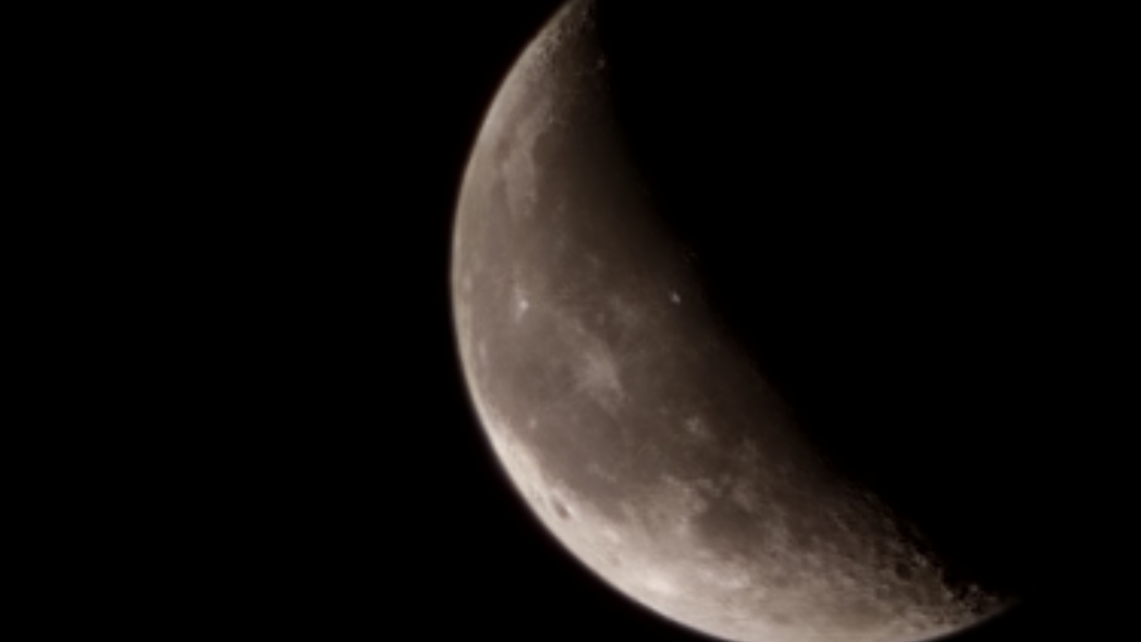 What did the cow say?